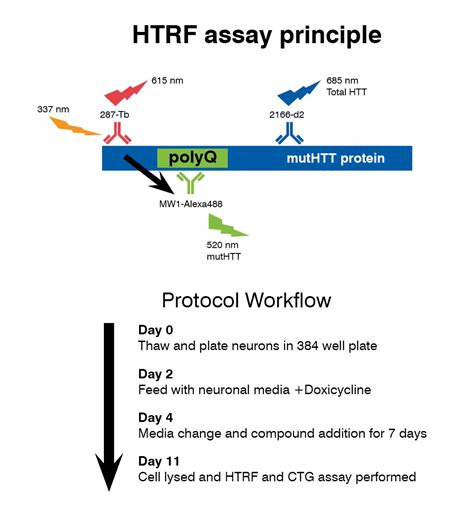 Ipsc Reprogramming For Disease Cell Modeling Charles River