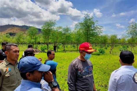 Banjir Dompu Akibat Alih Fungsi Hutan Menjadi Lahan Jagung