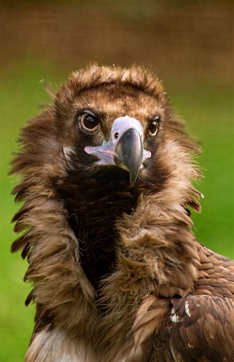 118 best Vultures & Friends images on Pinterest | Vulture, Birds of ...