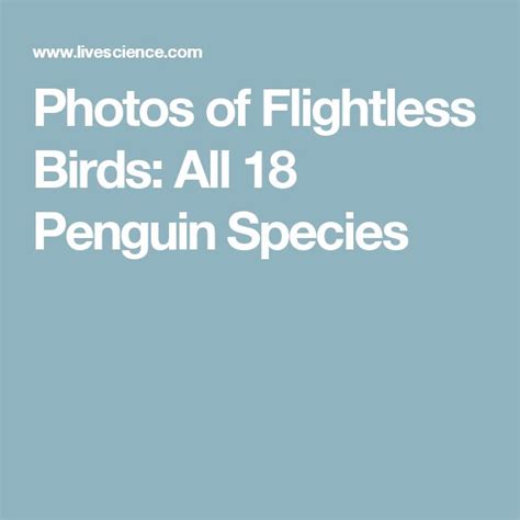 Photos of Flightless Birds: All 18 Penguin Species | Penguin species ...