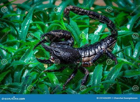 A Black Venomous Scorpion is on the Green Grass Stock Image - Image of ...