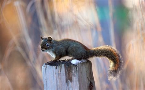 squirrels Wallpapers HD / Desktop and Mobile Backgrounds