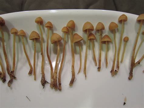 Finding Magic Mushrooms In England - All Mushroom Info