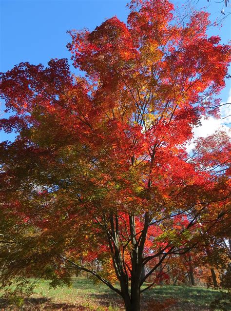 Tall Japanese Maple Under The Same Moon Flickr