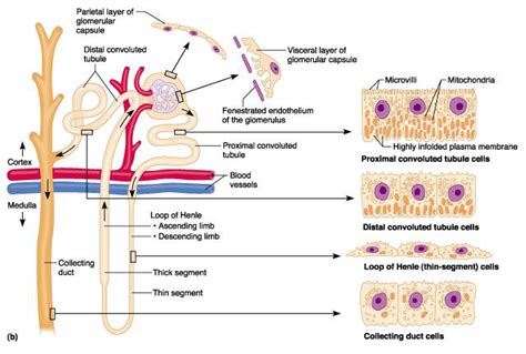 Glomerular Filtration Vs Tubular Secretion