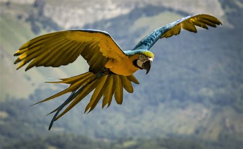 HD Wallpaper Of A Majestic Blue And Yellow Macaw In Flight