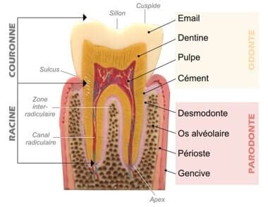 Anatomie De La Dent Et Des Tissus Voisins Dr Bernard Benichou Paris