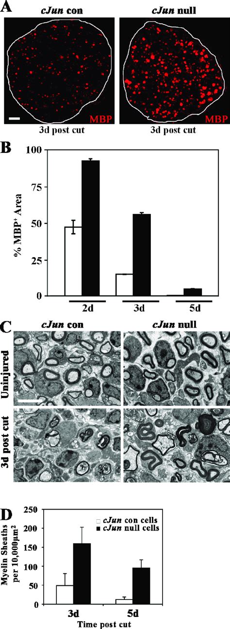 C Jun Drives Dedifferentiation In Vivo A MBP Immunolabeling Of