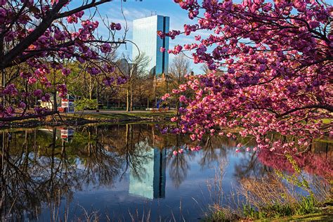 Beautiful Spring Trees On The Charles River Boston Ma Hancock Building Photograph By Toby