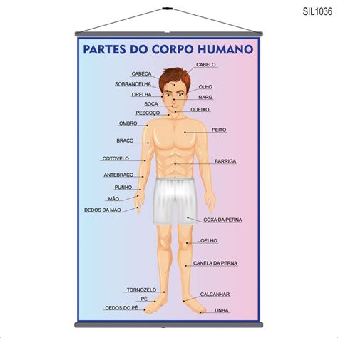 Partes Do Corpo Humano H Image To U