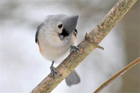 Tufted Titmouse - A-Z Animals