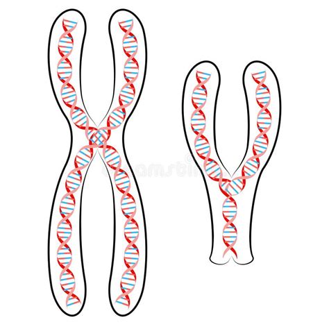 Cromossoma X E Y Dna Ilustra O Do Vetor Ilustra O De Humano