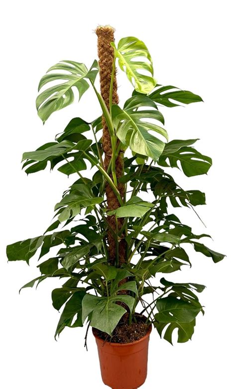 Monstera deliciosa Bitkiler Toptan Satış FlorAccess