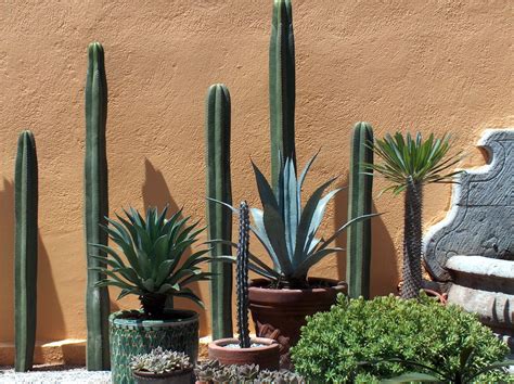 A Friends Patio In Oaxaca Mexico Mexican Garden Cactus Garden Oaxaca