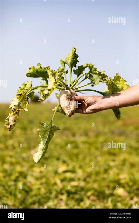 Una planta de remolacha contaminada por coloración amarillenta La