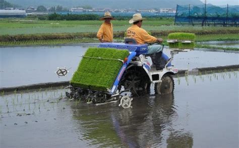 Rice Cultivation Information Guide | Agri Farming