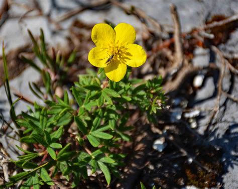 Gallery - Dasiphora fruticosa (shrubby cinquefoil) - Flora of ...