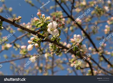 Calville Blanc White Winter Calville Apple Stock Photo 1725799543