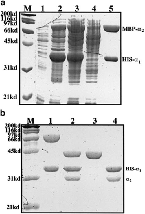 A Coomassie Brilliant Blue Stained Sds Page Gels Of α 1 α 2 Download Scientific Diagram