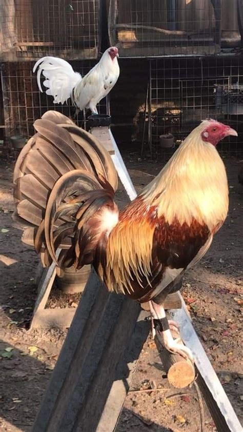 Golden Grey Gallos De Pelea Gallinas Y Gallos Perros Pastor Aleman