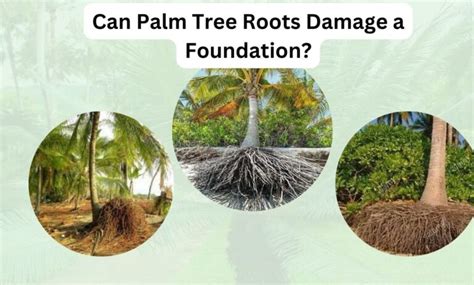 Can Palm Tree Roots Damage a Foundation?