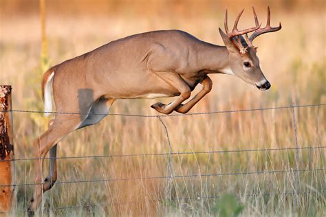 Traditions In Trapping And Big Bucks Event Prairie Heritage Center Obrien County Conservation