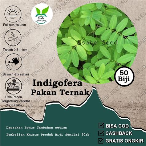 Jual Benih Biji Rumput Indigofera Pakan Ternak Shopee Indonesia