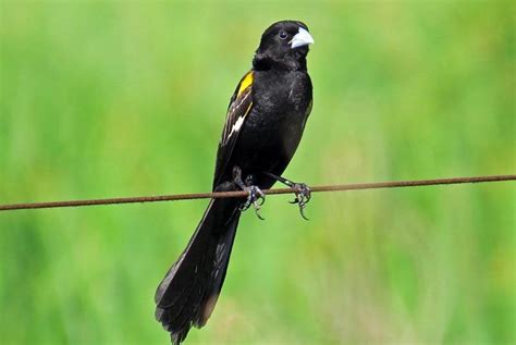 White Winged Widowbird Euplectes Albonotatus