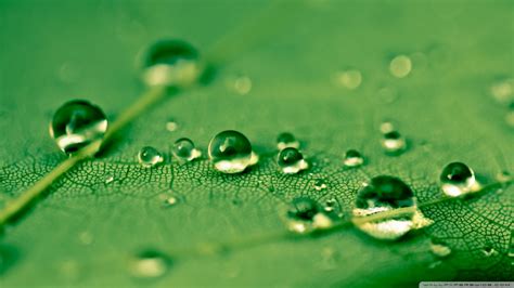 Papel De Parede Sai Agua Grama Gotas De Gua Verde Orvalho