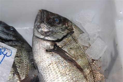 Diferencia Entre Pescado Azul Y Blanco Todo Lo Que Necesitas Saber