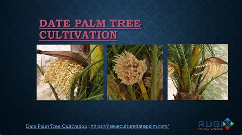 PPT - Date Palm Tree Cultivation PowerPoint Presentation, free download ...