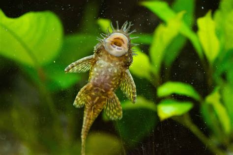Armored Catfish Pictures - AZ Animals