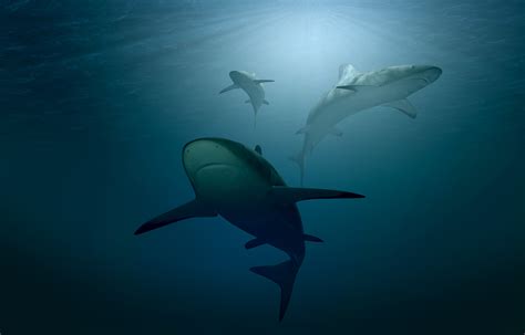 Underwater world, Sharks, HD Wallpaper | Rare Gallery