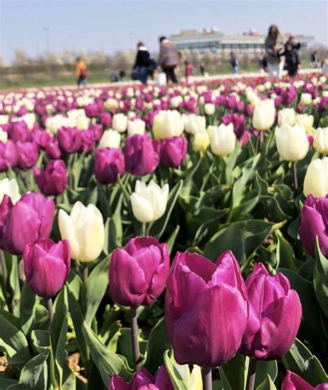 Aperto Il Campo Di Tulipani Italiani Di Arese Le Prime Foto Del