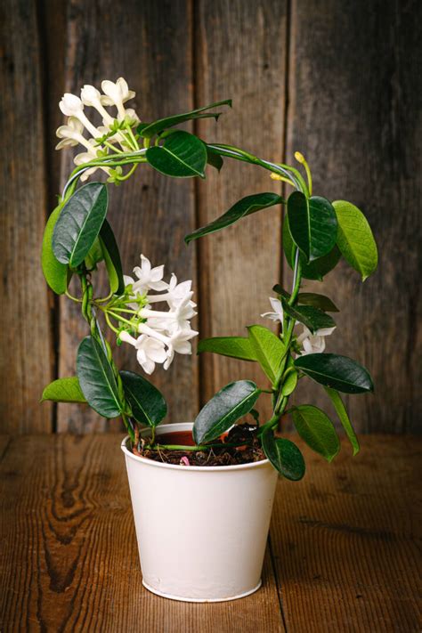 Стефанотис - Доставка на цветя Далия