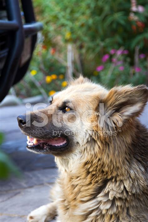 Eastern European Shepherd Stock Photo | Royalty-Free | FreeImages