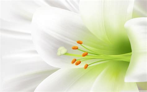 Lily Flower Wallpapers - Top Free Lily Flower Backgrounds - WallpaperAccess