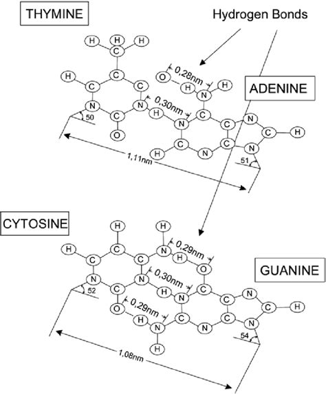 2 Hydrogen Bridge Bonds Between Adenine And Thymine Or Cytosine And