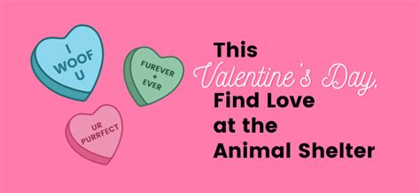 This Valentines Day Find Love At The Animal Shelter