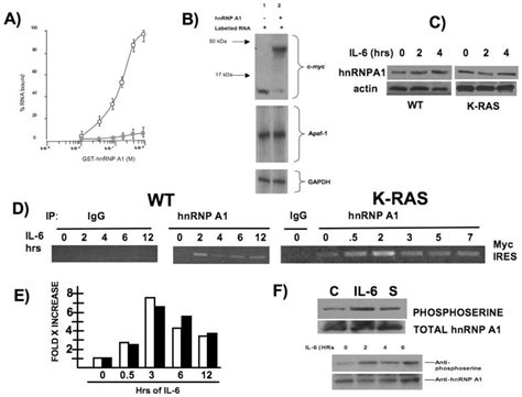 IL 6 Induced Stimulation Of C Myc Translation In Multiple Myeloma Cells