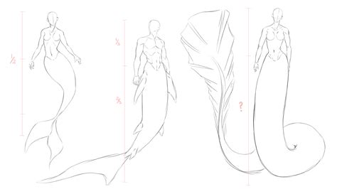 Mermaid Tail Anatomy