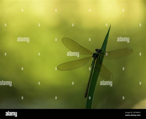 Great Royal Dragonfly Anax Imperator Stock Photo Alamy