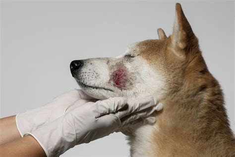 Dog First Aid and Emergency Care Tips