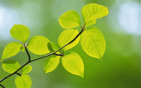 Wallpaper Sunlight Leaves Food Branch Green Yellow Leaf Flower