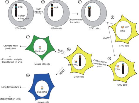 A Highly Stable And Nonintegrated Human Artificial Chromosome Hac