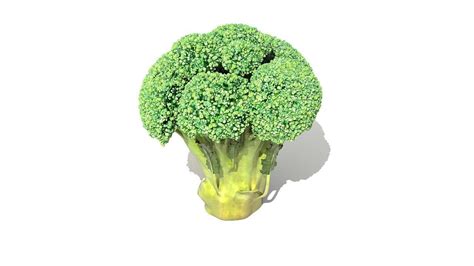 Broccoli Plant 3d Model Cgtrader