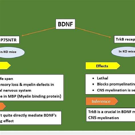 Receptors Involved In Brain Derived Neurotrophic Factor Bdnf Action