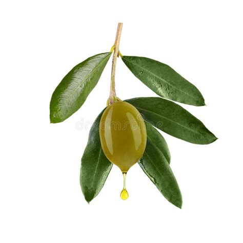 Single Green Olive With Leaves And Oil Drop Isolated On White