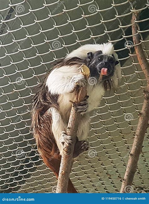 Monkeys Stock Photo Image Of Monkeys Tongue Sticking 119450716