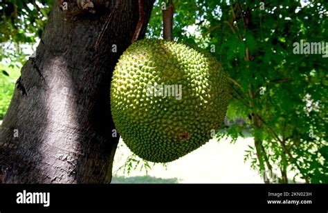 Fruit Of The Breadfruit Tree Stock Videos And Footage Hd And 4k Video